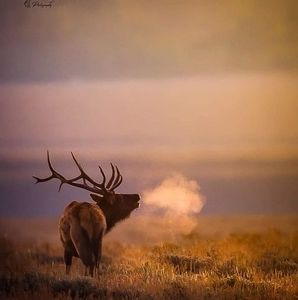 Meet your Posher, Darrell